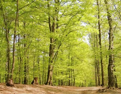 Olsztyn: leśnicy posadzą 20 mln drzew