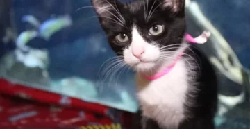 Wizyta zwierząt ze schroniska w zoo 