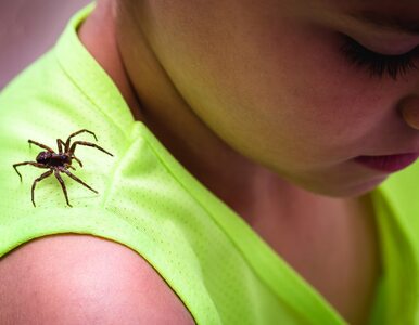Miniatura: Ugryzienie pająka – objawy i leczenie....