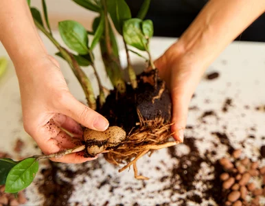 Miniatura: Jedna roślina to za mało. Przy...