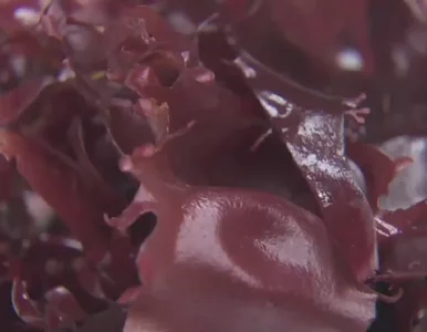 Miniatura: Naukowcy z Portland opatentowali wodorost...