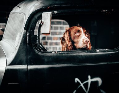 Miniatura: Pies jechał samochodem autostradą....
