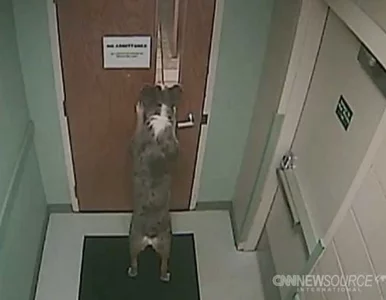 Miniatura: Pies uciekł ze schroniska. Jak? "Normalnie"