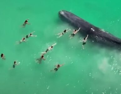 Miniatura: Wieloryb podpłynął tak blisko, że turyści...