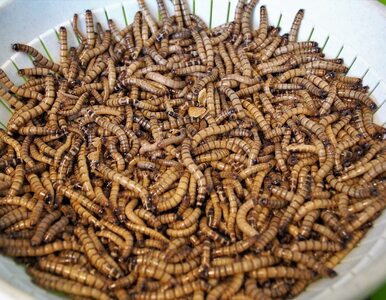 Miniatura: Niedługo zaczniemy jeść robaki? „To...