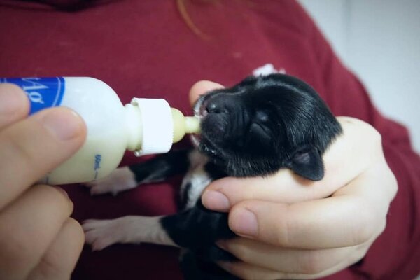 Miniatura: Te urocze szczeniaki zostały wyrzucone na...