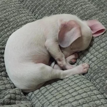 Pies Piglet 