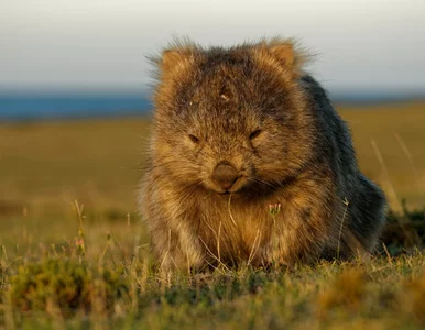 Miniatura: Dziś ich święto. Wombaty, to jedyne...