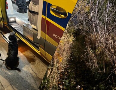 Miniatura: Wyszedł z psem i przepadł. Wierny pies...