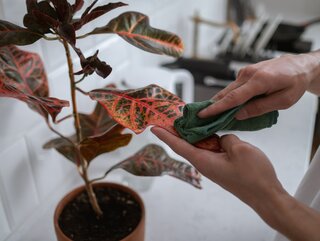 Bambus domowy  jak rozmnoy Lucky Bamboo z kawaka odygi?  Dom Wprost