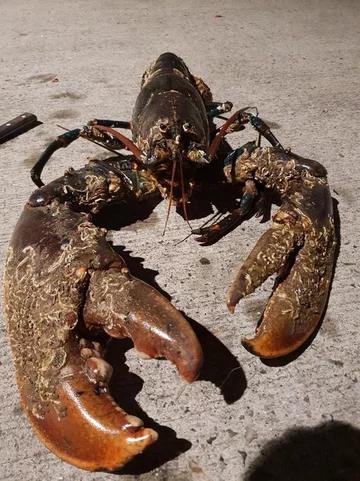 Krab wyłowiony przez nurka 