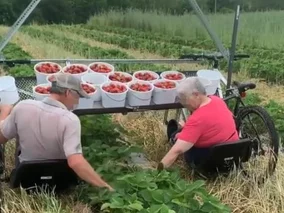 Miniatura: Zbierali truskawki przy pomocy maszyny...