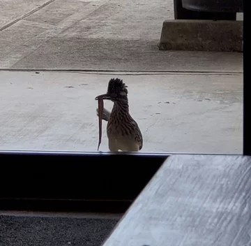 Podobno codziennie przynosi jaszczurki i węże w darach 