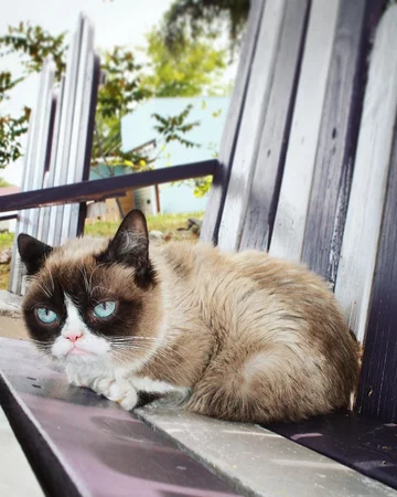 Grumpy Cat 