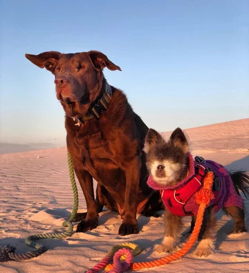 Abi i Dabi - psy, które połączyła przyjaźń 