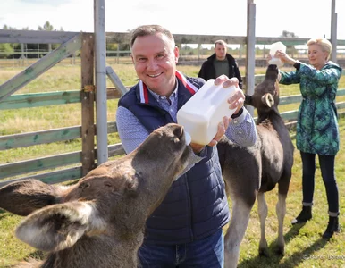 Miniatura: Andrzej Duda i Agata Duda sadzą drzewa i...