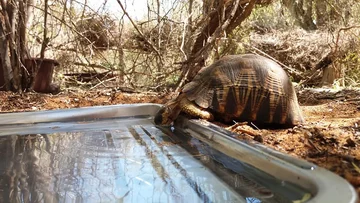 Żółwie promieniste w Zoo Knoxville 