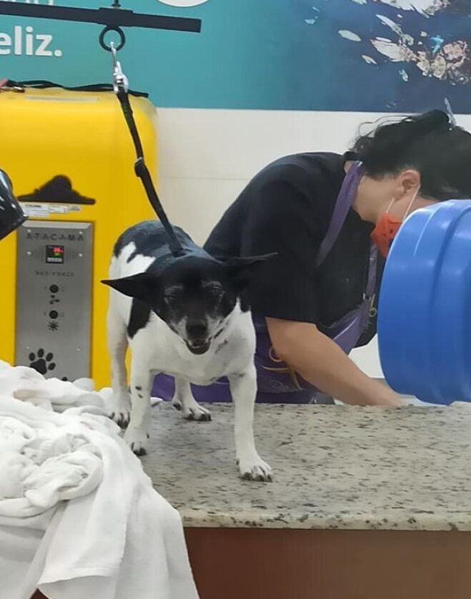 Pies żyje tylko dzięki wolontariuszom 