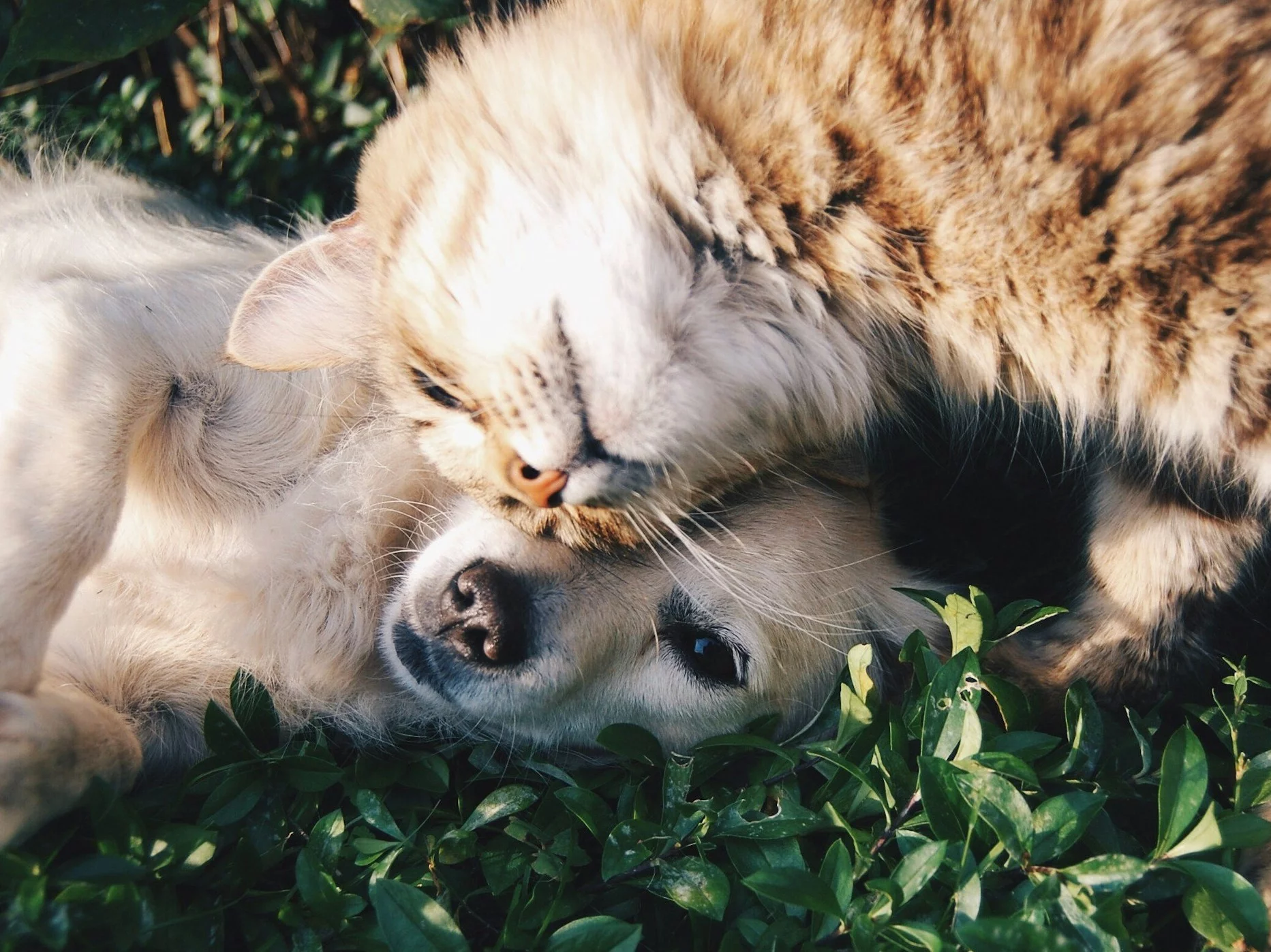 Łatwy quiz z polskich przysłów ze zwierzętami. Wymagamy 100%