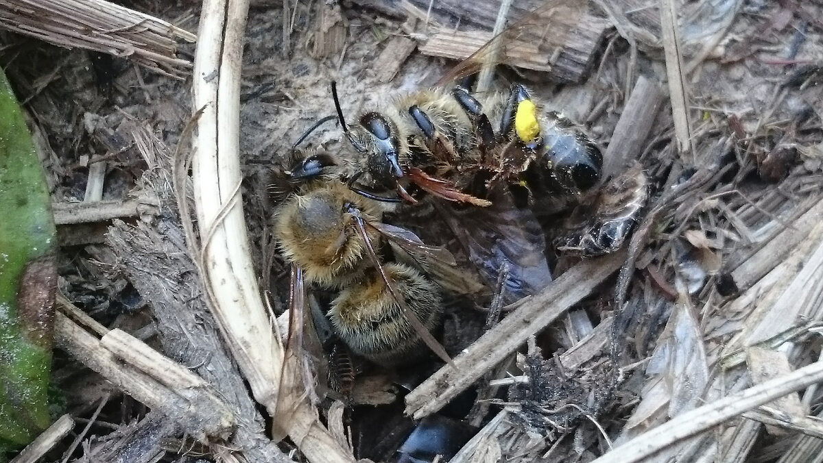 Zatrute pszczoły 