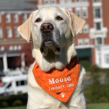 Moose 