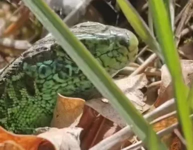 Miniatura: Lasy państwowe opublikowały film. „Pasażer...