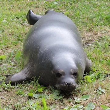 Foka uratowana przez organizację Seal Rescue Ireland 