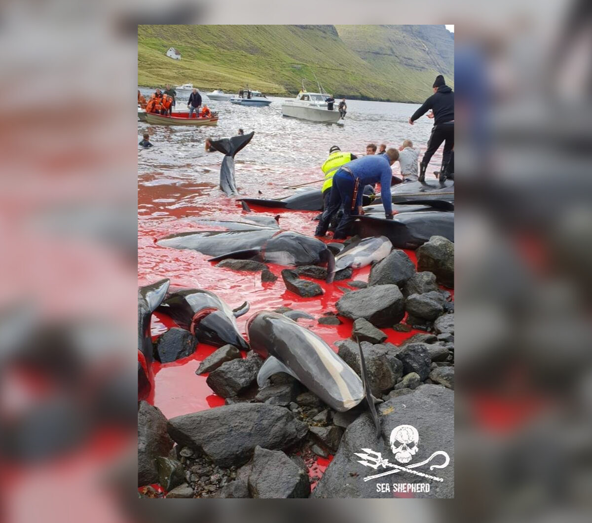 Życie straciło około 80 grindwali i 13 delfinów 