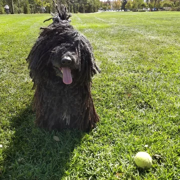 Napoleon, przedstawiciel rasy puli 