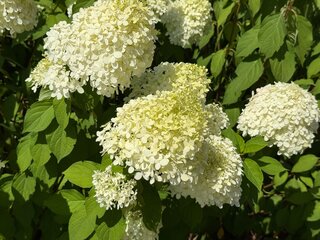 Hortensje