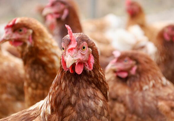 Miniatura: Kury się nie niosą. Ten błąd popełnia...