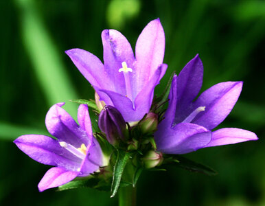 Miniatura: Setki fioletowych dzwonków przez całe...