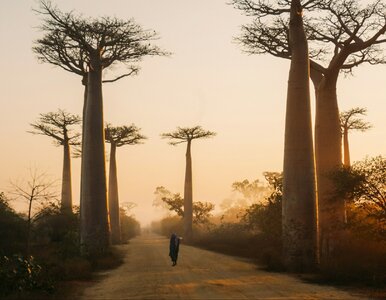 Miniatura: Quiz ze stolic. Jeśli trafisz 100%,...