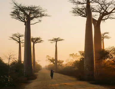 Miniatura: Quiz ze stolic. Jeśli trafisz 100%,...