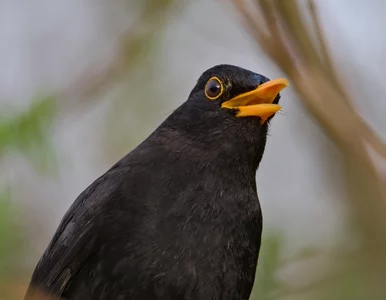 Miniatura: Codziennie rano zostaw to na trawie....