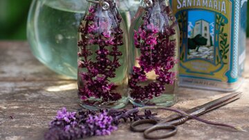 Bazylia kwiatowa Kwitnąca bazylia