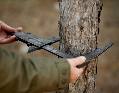 Miniatura: Masz drzewo na działce? Możesz je wyciąć...