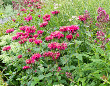 Miniatura: Ta roślina trzyma komary i kleszcze na...