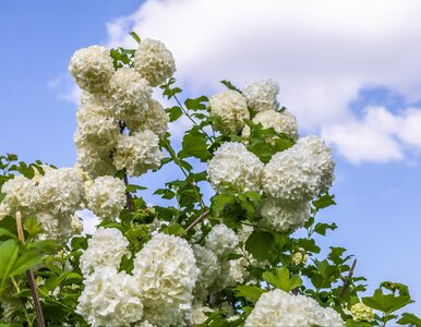 Miniatura: Hortensje zawodzą w ogrodzie? Ogrodnicy...