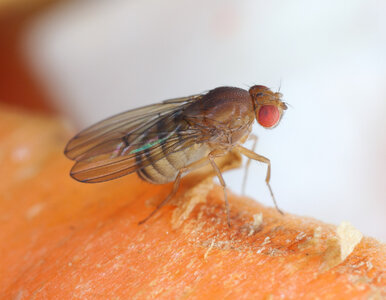 Miniatura: Zaskakujące odkrycie naukowców ws....