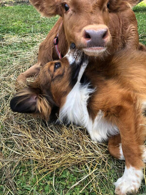 Miniatura: Niezwykła przyjaźń między niepełnosprawnym...