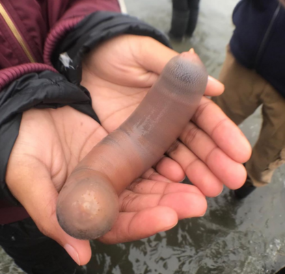 Miniatura: „Ryba penis”, nietypowy azjatycki przysmak