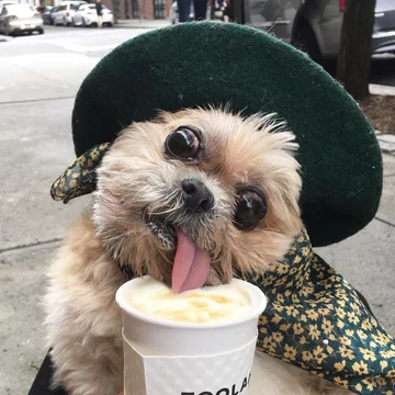 Pies Marnie 