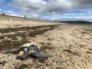 Żółw skórzasty znaleziony na plaży 