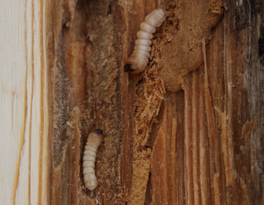 Miniatura: Słyszysz stukanie w drewnie? Spuszczel...