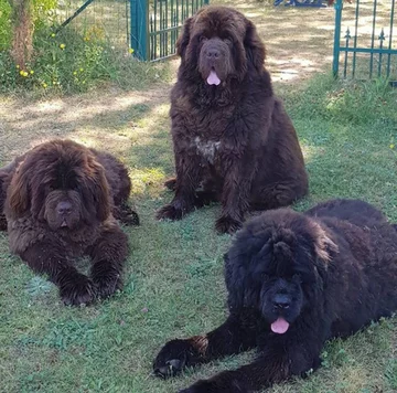 Nowofundlandy w obiektywie włascicieli 