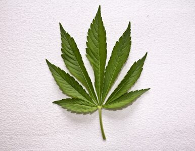 Miniatura: Mieszkańcy Kolorado chcą legalizacji...