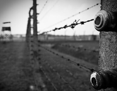 Miniatura: Zaginęły spodnie więźnia z Buchenwaldu....