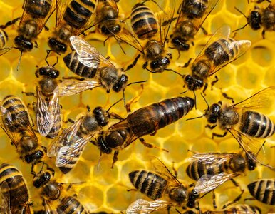 Miniatura: Naukowcy chcą odblokować radykalne terapie...