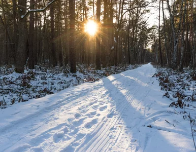 Miniatura: Gleba leśna ogranicza zmiany klimatu?...